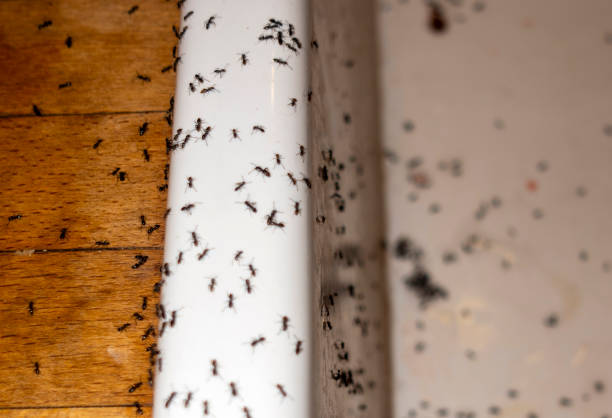 Flea Control Services in Von Ormy, TX